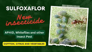 Sulfoxaflor a new insecticide for aphid and white flies on cotton citrus vegetables and ornamental [upl. by Ttayw888]