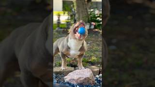 Pocket American Bully Chases NFL Dream Training Tips Revealed 🏈 [upl. by Ahsoem]