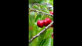 Como germinar semillas de cereza paso a paso  Como germinar cerezas en casa  Germinar cereza [upl. by Monagan]