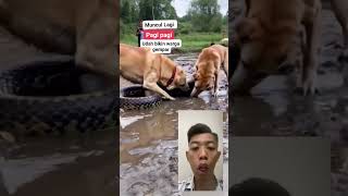 FIX Berani Banget 2 Ekor Anjing Ini Memangsa Ular Cobra😮‍💨 reaction [upl. by O'Donovan363]