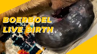 Boerboel Puppies Live Birth Recap [upl. by Melosa176]