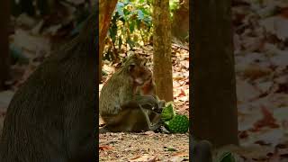 Monkeying Around A Baby Monkey’s Day in the Sun [upl. by Asirb]