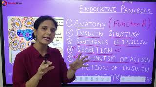 Anatomy and Physiology of Pancreas Hindi [upl. by Katinka]