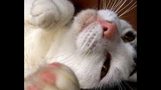 video  Chin Acne in Cats [upl. by Ron]