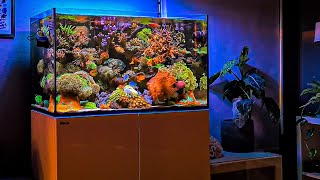 Most BEAUTIFUL Mixed Reef Tank Ive Seen 🤩 [upl. by Aderf]