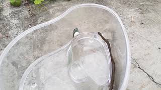 Releasing My Pet Snake  Non Venomous Water snake [upl. by Eiramanit]