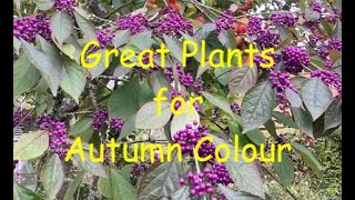 Great Plants for Autumn Colour [upl. by Neurath]