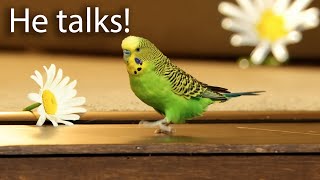 Budgie runs toward camera to say quotYoure a cute baby birdquot [upl. by Kial]