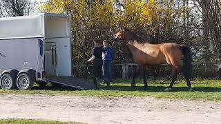 Trailer  Gnesner Verladetraining [upl. by Nicolette]