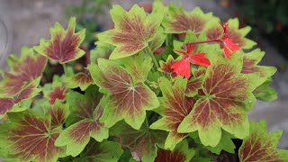 Cuidados del Pelargonium Vancouver Centennial  pelargonium Stellar  geranio  malbon [upl. by Tailor]