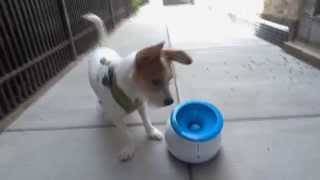 Benji plays with the iFetch automatic ball launcher [upl. by Lattonia450]