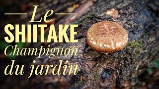 Le Shiitake champignon du jardin [upl. by Dusty79]