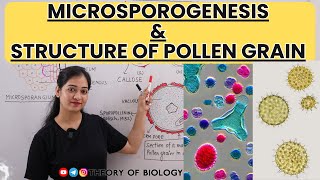 Microsporogenesis and Structure of Pollen GrainClass12Reproduction in flowering plantsNEET EXAM [upl. by Tullus]