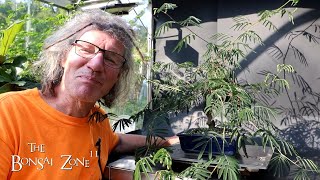 Pruning My Powderpuff Calliandra The Bonsai Zone Sept 2024 [upl. by Hussein]