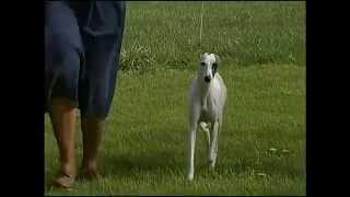 Whippet  AKC Dog Breed Series [upl. by Lyndell]