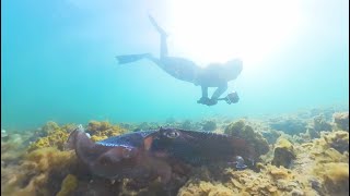 Whyalla SA 2024  Giant Cuttlefish Dive [upl. by Ardnola118]