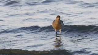 Bartailed Godwits Limosa lapponica  Pfuhlschnepfen 2 [upl. by Aguie]