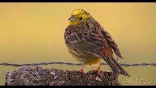 Yellowhammer Emberiza citrinella ♂  Goldammer 4 [upl. by Ennaylime]