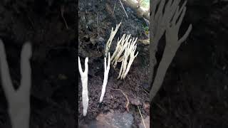 Xylaria hypoxylon fungi mushroom [upl. by Boatwright162]