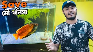 দেশি মাছের প্রেমে পরে গেছি  Honey gourami [upl. by Nami]