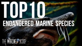 TOP 10 ENDANGERED MARINE SPECIES [upl. by Rramel]