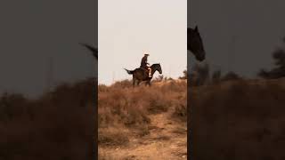 Wild mustang Ride horse mustanghorse cowboys wildmustangs horsefan blueberryranch equestrian [upl. by Phalan]