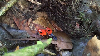 Strawberry poison dart frogs fighting Oophaga pumilio [upl. by Ambert]