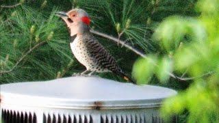 Worlds Loudest Woodpecker Drumming  Mini Documentary [upl. by Atoked]