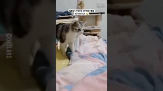 Wenn Tiere sprechen könnten lustig lol funny cat memes dog pets animals tiere [upl. by Erelia]