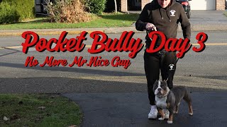 Training a Pocket Bully in 14 Days [upl. by Ahsenik]