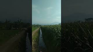 ladang jagung yang luas [upl. by Ettennat536]