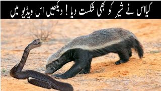 Honey Badger VS Lion  Honey Badger Killed Lion  Shamshaal tv [upl. by Elocan]