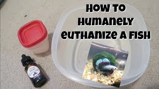 How To Humanely Euthanize a Betta Fish at Home [upl. by Idnek]