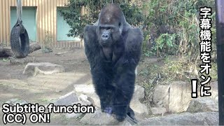 Silverback gorilla notices something strange and protects his family Momotaro ｜Momotaro family [upl. by Menzies]