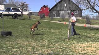 Malinois Puppy Training Lesson Fifteen 720p [upl. by Yankee149]