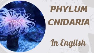 PHYLUM COELENTRATA CNIDARIA  GENERAL CHARACTER  ENGLISH [upl. by Inaluiak95]