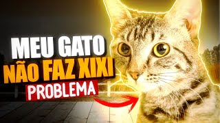 OBSTRUÇÃO URINÁRIA EM GATOS  O que fazer  Dicas Pet [upl. by Joelle]