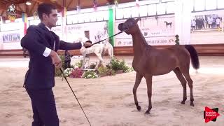 Italian Nationals 2019  Yearling Fillies Championship [upl. by Renaldo251]