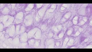 Elastic Cartilage Resorcin Fuchsin Stain  PUMS Histology Slides Review Series [upl. by Nura]