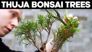 Thuja Bonsai Trees  Pruning and Shaping Ideas 🌱 [upl. by Galligan]