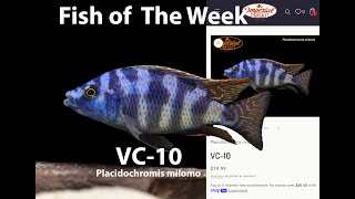 VC 10 Placidochromis milomo [upl. by Kassaraba]