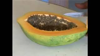 Papain extraction from papaya fruits [upl. by Ahsats]