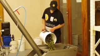 The Villa Pileggi Extra Virgin Olive Oil Production Process [upl. by Atimed538]