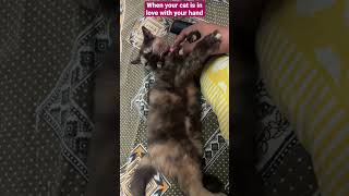 Cute cat love cat kitten catvideos cutecat [upl. by Aydne438]