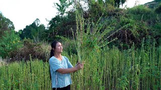 Grow Sesame from Seeds to Harvest [upl. by Lenore593]