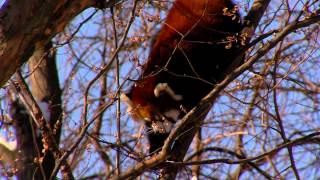 Red Pandas Like the Cold  Cincinnati Zoo [upl. by Delastre]