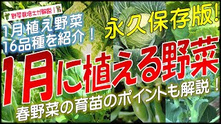 1月に植える野菜（16品種）永久保存版 [upl. by Casilde682]