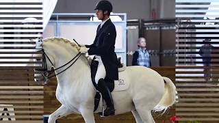 Adagio  Grand Prix Dressage Competition Stallion Schoolmaster [upl. by Zeitler]