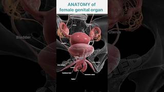 Animation Female genital organ anatomy [upl. by Ger]