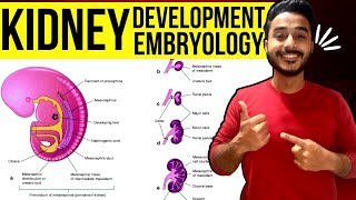 development of kidney embryology  kidney development embryology  development of renal system [upl. by Arreik]